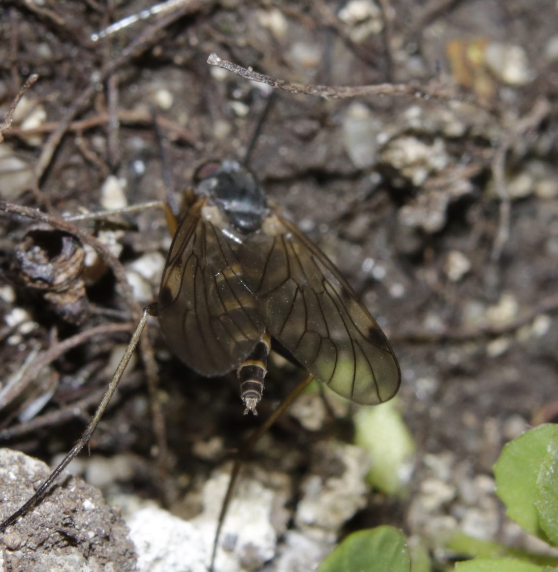 Rhagionidae: Rhagio cfr. maculatus, femmina